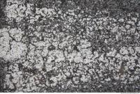 Photo Texture of Asphalt 0007